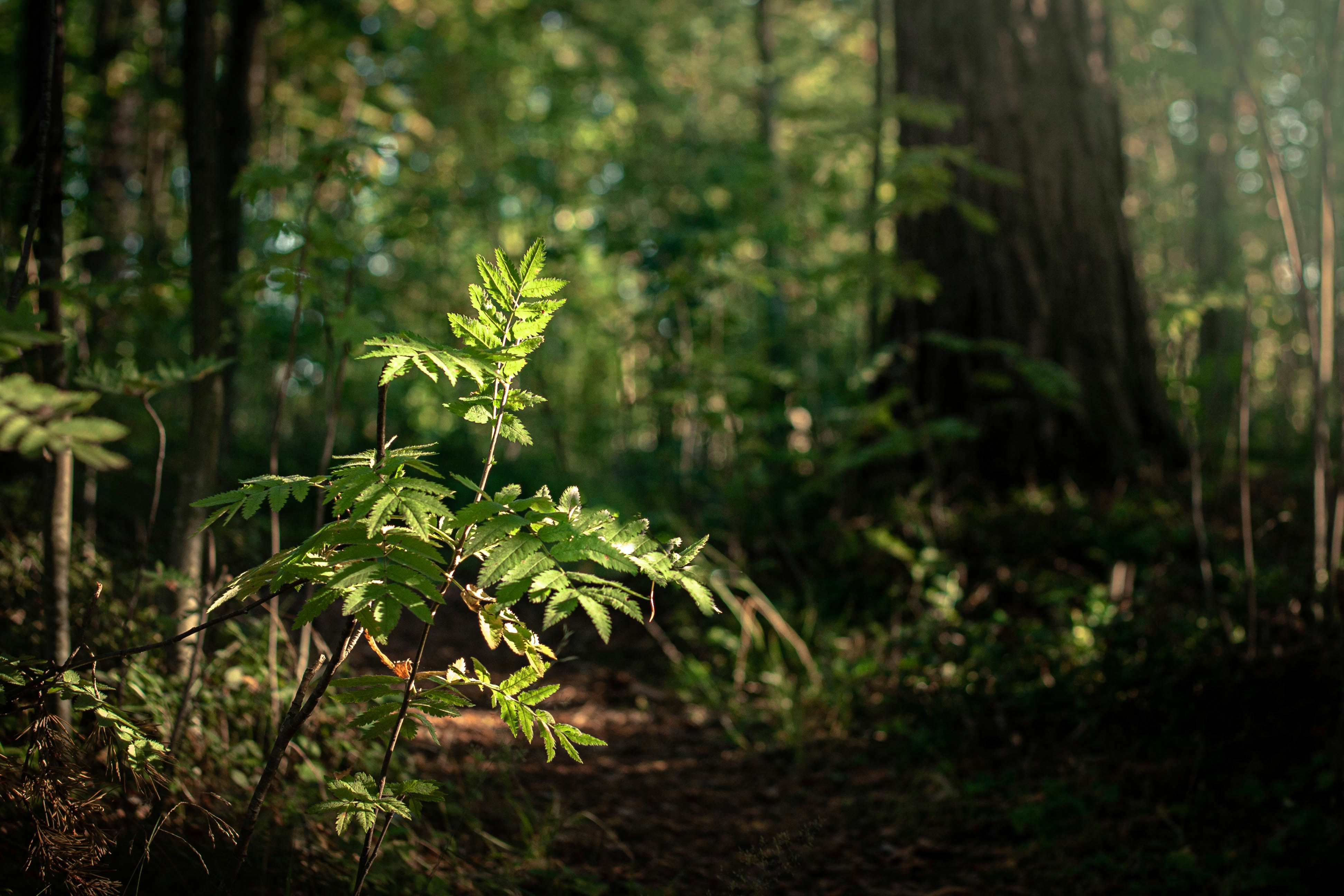 Photo by Oskari Manninen on Unsplash.